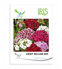 Iris Imported Sweet William Mix 120 Seeds